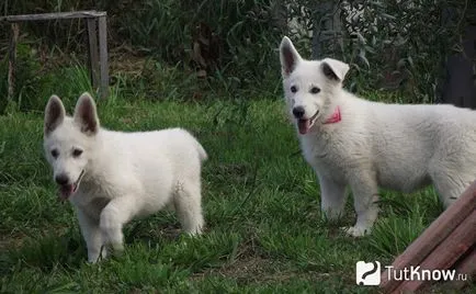 Бяло швейцарско овчарско куче порода описание
