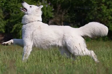 Berger Blanc Suisse - fotók, árak, leírás a fajta és annak jellegét