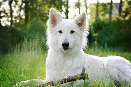 Berger Blanc Suisse - fotók, árak, leírás a fajta és annak jellegét