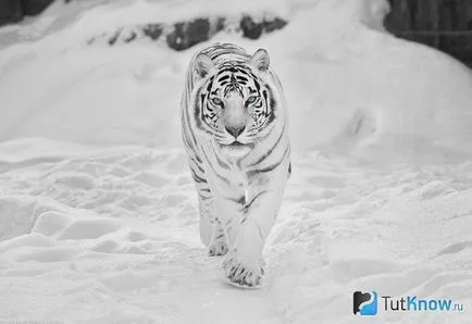 descriere tigru alb, conținutul în casă