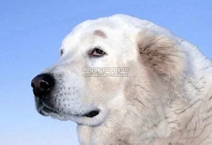 Бяла порода куче снимка, цена и характеристики - дивата природа