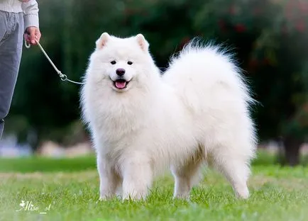A fehér kutya