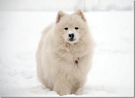 Un husky alb Samoyed