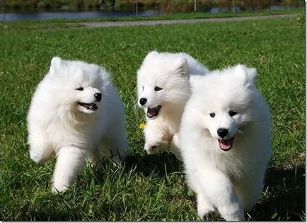 Un husky alb Samoyed