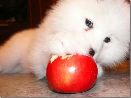 Un husky alb Samoyed