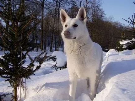 Berger Blanc Suisse - fotografii, prețul, descrierea rasei și caracterul său