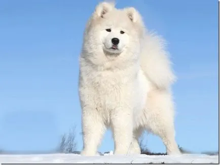 Un husky alb Samoyed