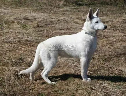 câine alb rasa fotografie, preț și caracteristici - faunei sălbatice