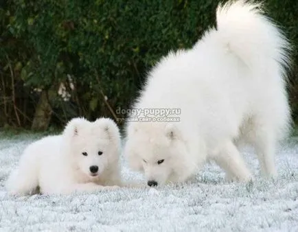 câine alb rasa fotografie, preț și caracteristici - faunei sălbatice