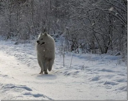 Egy fehér szamojéd husky