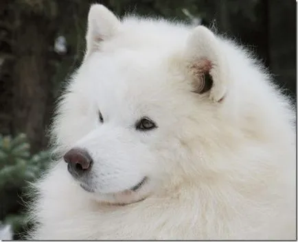 Un husky alb Samoyed