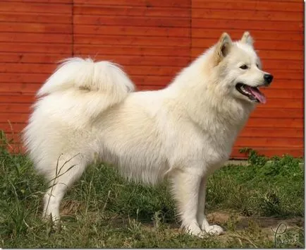 Un husky alb Samoyed