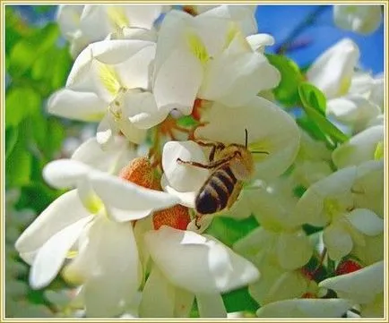 Locust - un simbol al purității și frumuseții