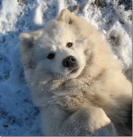 Egy fehér szamojéd husky