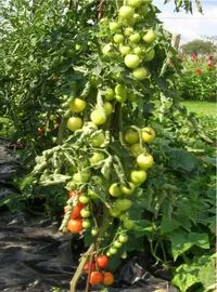 recolta bogata de tomate în grădină și în grădină