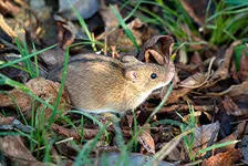 Boli transmisibile la om de la animale, măsuri preventive (partea 15)