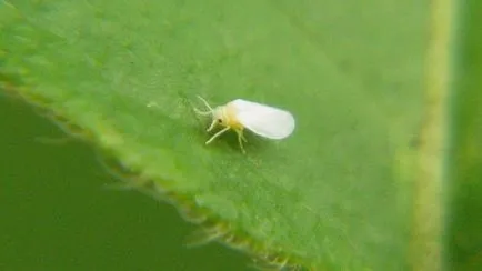 Борбата срещу парниковите Whitefly в домати за това как да се справят фолк, химикали, снимка,