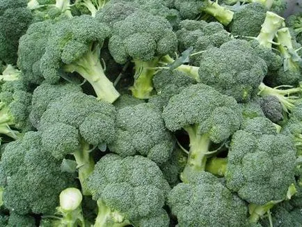 cultivarea Broccoli si intretinere - întrebări și răspunsuri