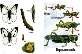 Това, което отличава директно от непряк postembryonic развитие, каква е разликата