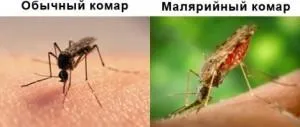Какво е различна от общата малария комар