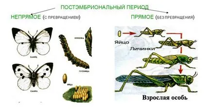 Това, което отличава директно от непряк postembryonic развитие, каква е разликата