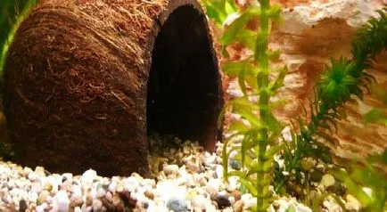 Mit lehet tenni egy kókuszdió héj egy akvárium