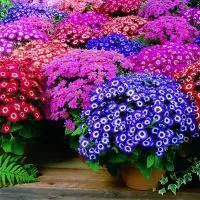 Cineraria - plantare și îngrijire