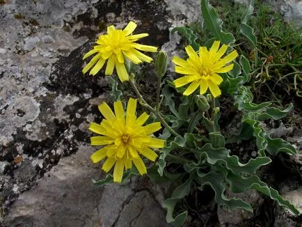 Flori din Munții Crimeea, văzut în campaniile în Crimeea, în luna mai, ipetri - excursii Crimeea, Georgia, Nepal