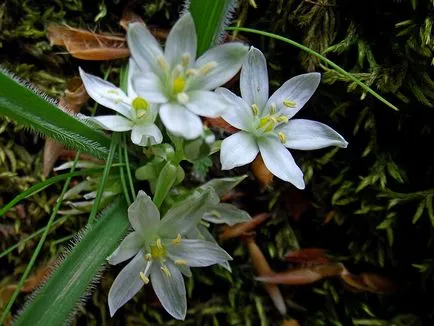 Virágok a Krími-hegység, látható a kampány a Krímben május ipetri - kirándulások Krímben, Georgia, Nepál