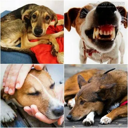 Szopornyica kutyák tünetei és kezelése otthon