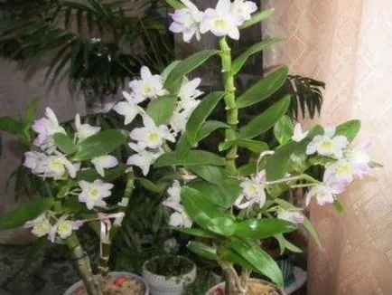 Dendrobium грижи в дома, размножаване, цъфтежа, разсаждане, подрязване, болести и снимките