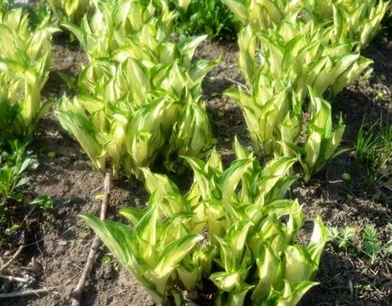 ierburi ornamentale pentru gradina Rogozuri, gazda, tulichina