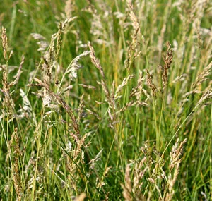 Wild Gramineae de plante medicinale