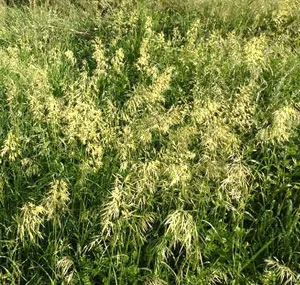 Wild Gramineae de plante medicinale