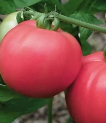 soiuri de tomate timpurii Determinant