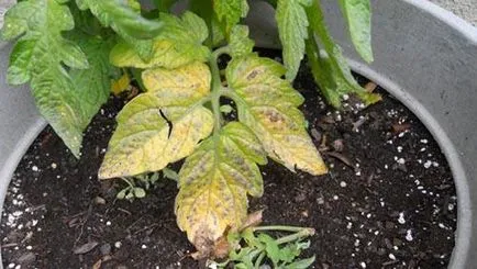 soiuri de tomate timpurii Determinant