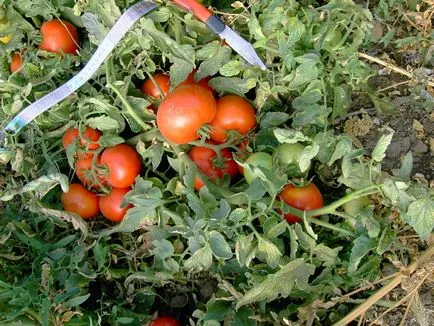 soiuri de tomate timpurii Determinant