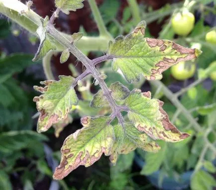 soiuri de tomate timpurii Determinant