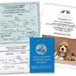 Documente pentru câinele să călătorească în străinătate, Ucraina, România, cum să se uite, cât de mult costă să facă și