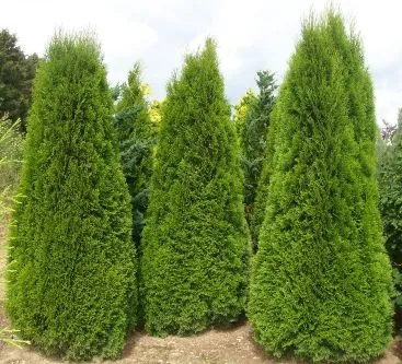 specie domestică Thuja arborvitae t vest și de est