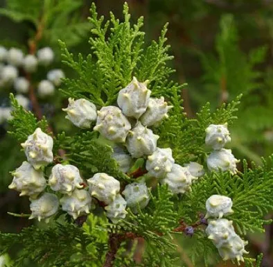 specie domestică Thuja arborvitae t vest și de est