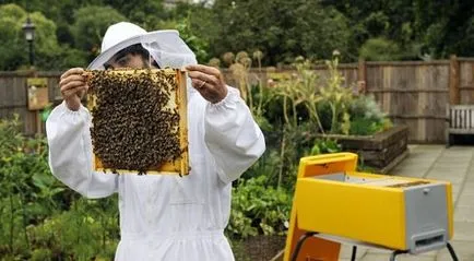 A házi méhek, méh tenyésztés az otthoni videó tartalom