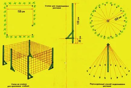 mazăre dulce pe balcon 5 motive pentru înflorire rapidă