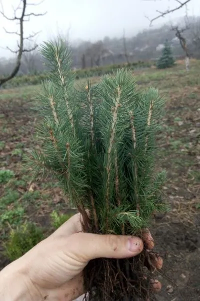 Mâncat en-gros albastru și verde