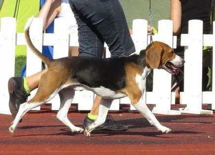 Hound estonă