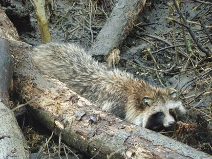 Raccoon куче и методи за неговото производство - публикации