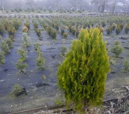 Mâncat en-gros albastru și verde