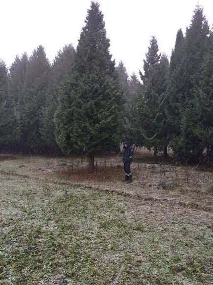 Mâncat en-gros albastru și verde