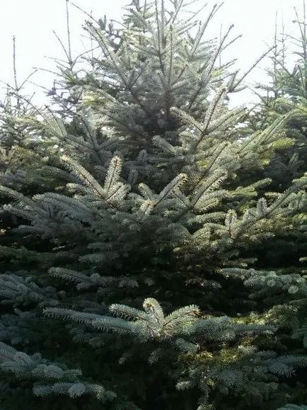 Mâncat en-gros albastru și verde