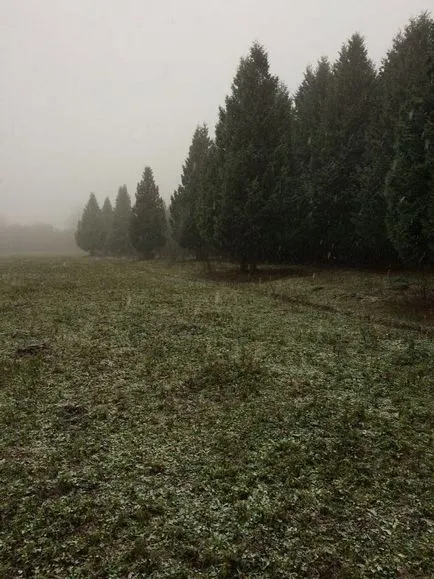 Mâncat en-gros albastru și verde